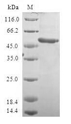 Greater than 90% as determined by SDS-PAGE.