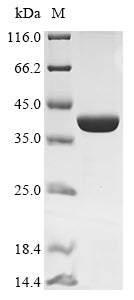 Greater than 90% as determined by SDS-PAGE.