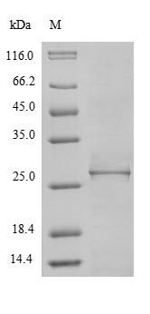 Greater than 85% as determined by SDS-PAGE.