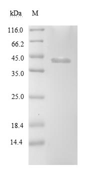 Greater than 85% as determined by SDS-PAGE.Recombinant Borrelia Burgdorferi Atp-Dependent Clp Protease Proteolytic Subunit 2 (CLPP2) Protein (His-SUMO&Myc)