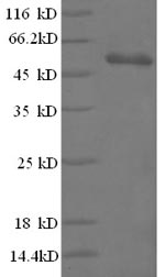 Greater than 90% as determined by SDS-PAGE.Recombinant Bacillus Thuringiensis Subsp. Pesticidal Crystal Protein Cry1Fb (CRY1FB) Protein (GST)
