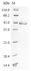 Greater than 85% as determined by SDS-PAGE.Recombinant Human Parechovirus 2 Genome Polyprotein Protein (His&Myc)