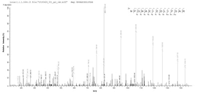 Based on the SEQUEST from database of E.coli host and target protein, the LC-MS/MS Analysis result of this product could indicate that this peptide derived from E.coli-expressed Influenza A virus (strain A/Kitakyushu/159/1993 H3N2) NP.Recombinant Influenza A Virus Nucleoprotein (NP) Protein (His)