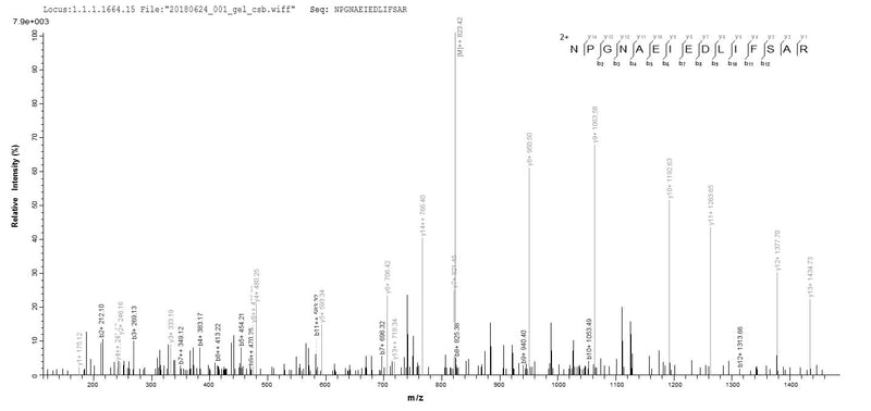 Based on the SEQUEST from database of E.coli host and target protein, the LC-MS/MS Analysis result of this product could indicate that this peptide derived from E.coli-expressed Influenza A virus (strain A/Kitakyushu/159/1993 H3N2) NP.Recombinant Influenza A Virus Nucleoprotein (NP) Protein (His)