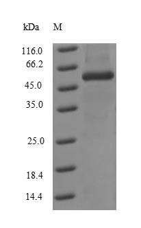 Greater than 90% as determined by SDS-PAGE.Recombinant Influenza A Virus Nucleoprotein (NP) Protein (His)