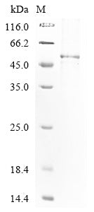 Greater than 85% as determined by SDS-PAGE.Recombinant Tobacco Mosaic Virus Replicase Large Subunit Protein (His)