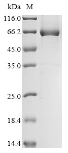 Greater than 85% as determined by SDS-PAGE.Recombinant Tobacco Mosaic Virus Replicase Large Subunit Protein (His-Trx)