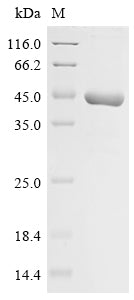 Greater than 85% as determined by SDS-PAGE.Recombinant Tobacco Mosaic Virus Replicase Large Subunit Protein (His-Trx)