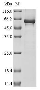 Greater than 85% as determined by SDS-PAGE.Recombinant Arabidopsis Thaliana Probable Carotenoid Cleavage Dioxygenase 4, Chloroplastic (CCD4) Protein (His&Myc)