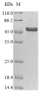 Greater than 85% as determined by SDS-PAGE.