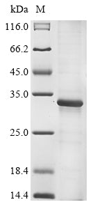 Greater than 85% as determined by SDS-PAGE.Recombinant Porcine Circovirus 2 Capsid Protein (CAP) Protein (His)
