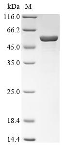 Greater than 85% as determined by SDS-PAGE.