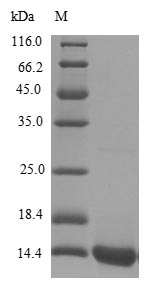 Greater than 85% as determined by SDS-PAGE.Recombinant Human Scrapie-Responsive Protein 1 (SCRG1) Protein (His)