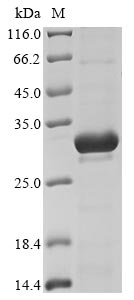 Greater than 85% as determined by SDS-PAGE.Recombinant E.Coli O157:H7 Metalloprotease Stce (STCE) Protein (His)