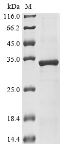 Greater than 85% as determined by SDS-PAGE.Recombinant E.Coli O157:H7 Metalloprotease Stce (STCE) Protein (His&Myc)