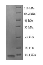 Greater than 90% as determined by SDS-PAGE.
