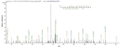 Based on the SEQUEST from database of E.coli host and target protein, the LC-MS/MS Analysis result of this product could indicate that this peptide derived from E.coli-expressed Clostridium botulinum (strain Okra / Type B1) botB.Recombinant Clostridium Botulinum Botulinum Neurotoxin Type B (BOTB) Protein (His&Myc)