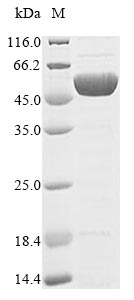 Greater than 85% as determined by SDS-PAGE.Recombinant Clostridium Botulinum Botulinum Neurotoxin Type B (BOTB) Protein (His&Myc)