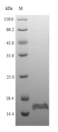 Greater than 90% as determined by SDS-PAGE.