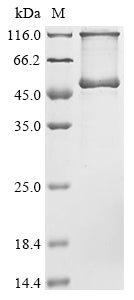 Greater than 90% as determined by SDS-PAGE.Recombinant Neosartorya Fumigata Probable Pectate Lyase C (PLYC) Protein (His&Myc)