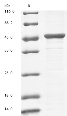 Greater than 85% as determined by SDS-PAGE.Recombinant Halobacterium Salinarum Cobalamin Import Atp-Binding Protein Btud (BTUD) Protein (His)