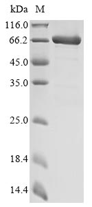 Greater than 85% as determined by SDS-PAGE.