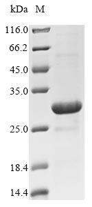Greater than 85% as determined by SDS-PAGE.
