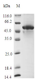 Greater than 85% as determined by SDS-PAGE.Recombinant E.Coli Fe/S Biogenesis Protein Nfua (NFUA) Protein (GST)