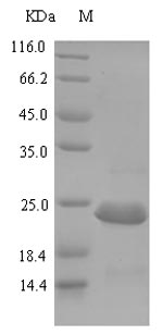 Greater than 90% as determined by SDS-PAGE.