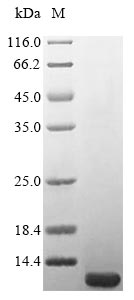 Greater than 85% as determined by SDS-PAGE.
