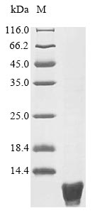 Greater than 85% as determined by SDS-PAGE.