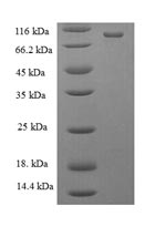 Greater than 90% as determined by SDS-PAGE.Recombinant E.Coli Dna Mismatch Repair Protein Mutl (MUTL) Protein (His)