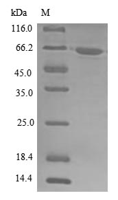 Greater than 85% as determined by SDS-PAGE.Recombinant Human Atp-Dependent Rna Helicase A (DHX9) Protein (His)