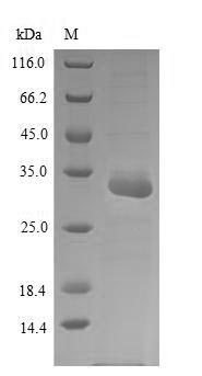 Greater than 90% as determined by SDS-PAGE.