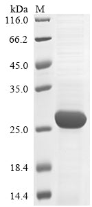Greater than 85% as determined by SDS-PAGE.Recombinant Human Retinoblastoma-Like Protein 2 (RBL2) Protein (His)