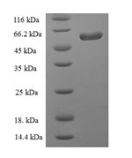 Greater than 90% as determined by SDS-PAGE.