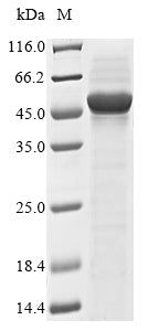 Greater than 85% as determined by SDS-PAGE.Recombinant Arabidopsis Thaliana Plasmodesmata-Located Protein 7 (PDLP7) Protein (GST)
