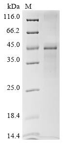 Greater than 85% as determined by SDS-PAGE.Recombinant Arabidopsis Thaliana Plasmodesmata-Located Protein 7 (PDLP7) Protein (His-SUMO)