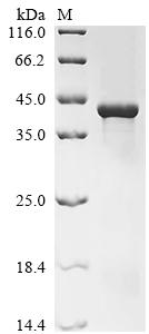 Greater than 85% as determined by SDS-PAGE.Recombinant Arabidopsis Thaliana Plasmodesmata-Located Protein 7 (PDLP7) Protein (His-KSI)