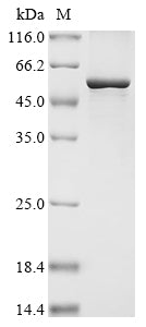 Greater than 90% as determined by SDS-PAGE.Recombinant Human Alpha-1,6-Mannosyl-Glycoprotein 2-Beta-N-Acetylglucosaminyltransferase (MGAT2) Protein (His&Myc)