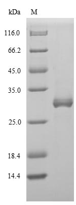 Greater than 85% as determined by SDS-PAGE.Recombinant Influenza A Virus Non-Structural Protein 1 (NS) Protein (His)