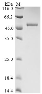 Greater than 90% as determined by SDS-PAGE.