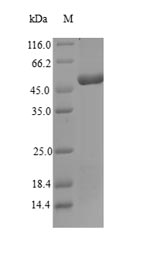 Greater than 90% as determined by SDS-PAGE.