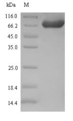 Greater than 90% as determined by SDS-PAGE.