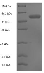 Greater than 90% as determined by SDS-PAGE.Recombinant Human Cmp-N-Acetylneuraminate-Beta-1,4-Galactoside Alpha-2,3-Sialyltransferase (ST3GAL3) Protein (His-SUMO)