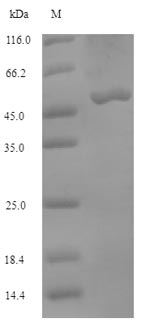 Greater than 90% as determined by SDS-PAGE.