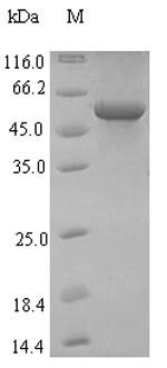 Greater than 90% as determined by SDS-PAGE.Recombinant Influenza A Virus Hemagglutinin (HA) Protein (His-SUMO)