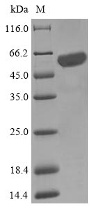 Greater than 85% as determined by SDS-PAGE.