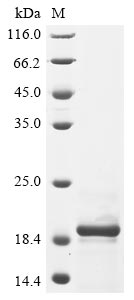 Greater than 85% as determined by SDS-PAGE.