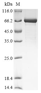 Greater than 85% as determined by SDS-PAGE.Recombinant Mouse Beta-1,4-Mannosyl-Glycoprotein 4-Beta-N-Acetylglucosaminyltransferase (MGAT3) Protein (His&Myc)